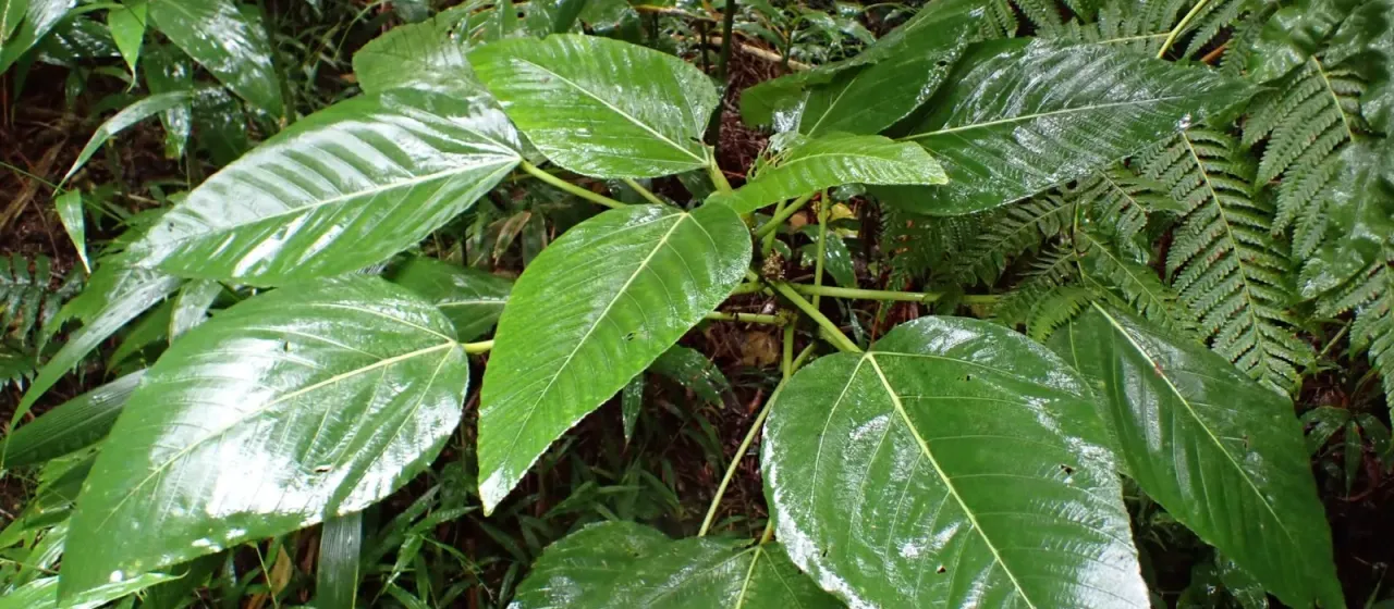 Olona