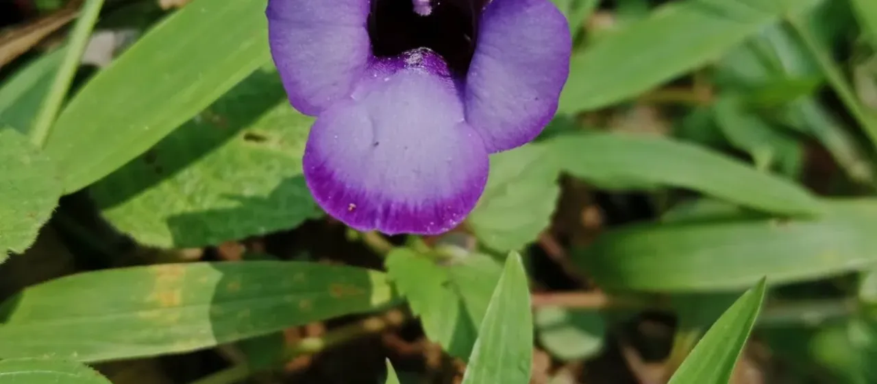 Torenia bicolor