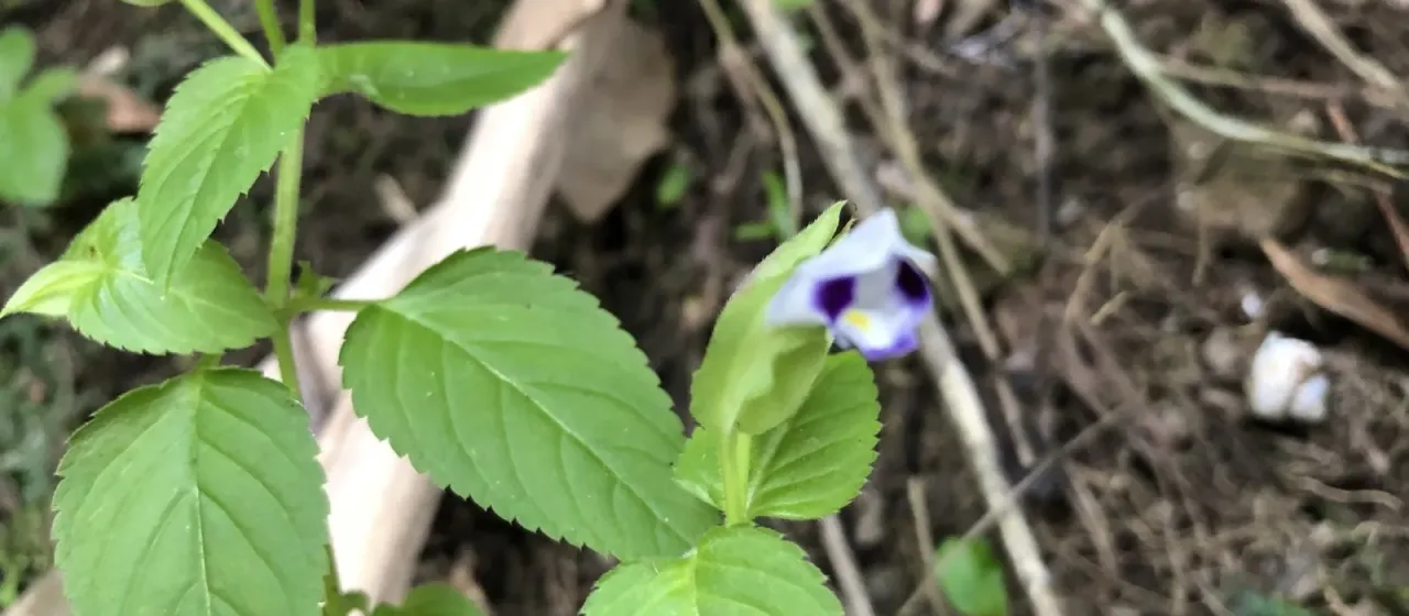 Torenia violacea