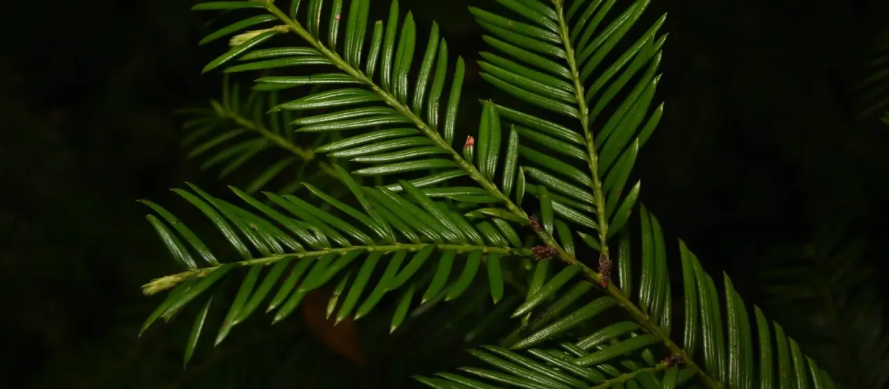 Stinking cedar