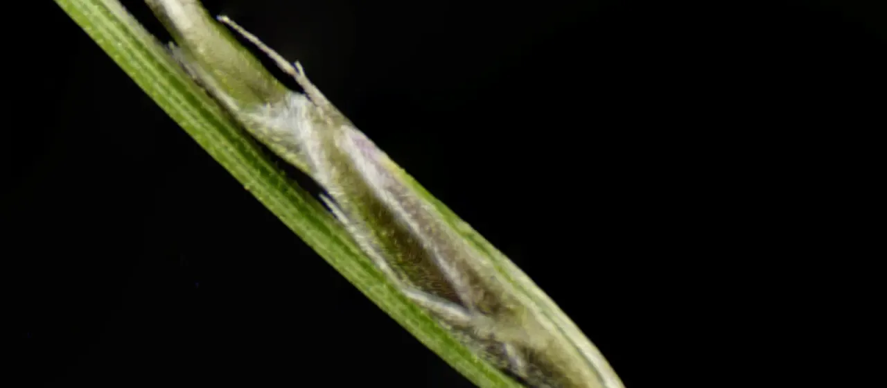 Tripogon loliiformis
