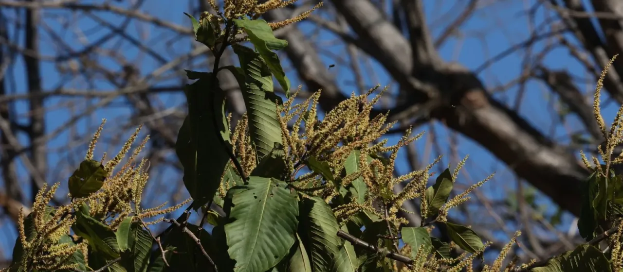 Triplaris melaenodendron