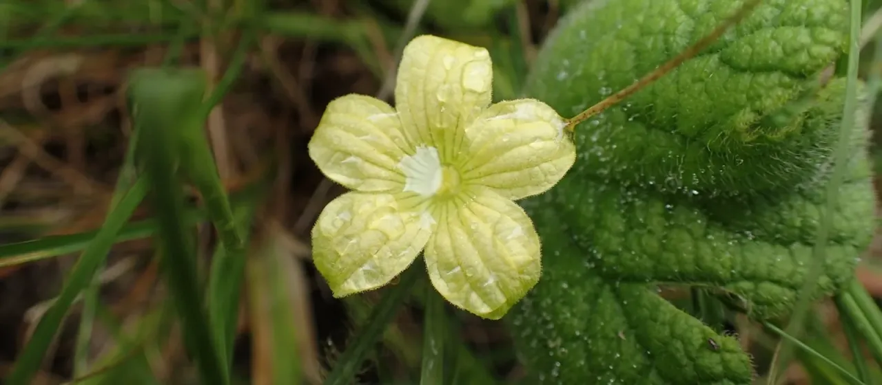 Cucumis hirsutus