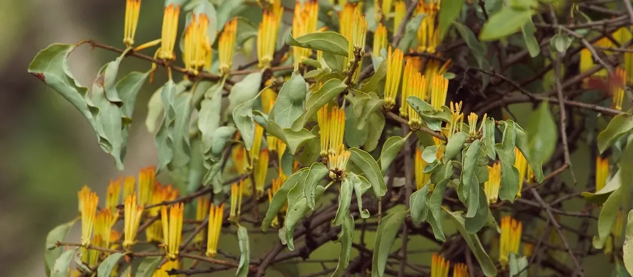 Tapinanthus blantyreanus