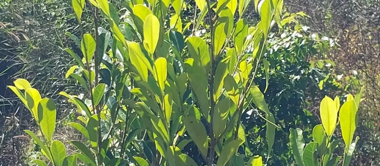 Trilepisium madagascariense