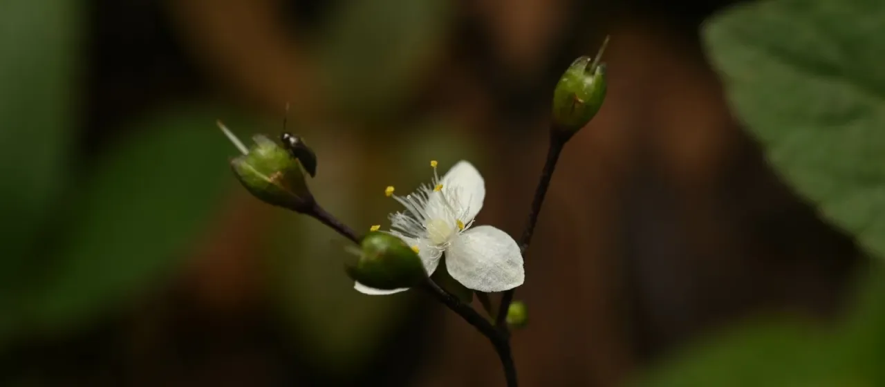 Tahitian bridal veil