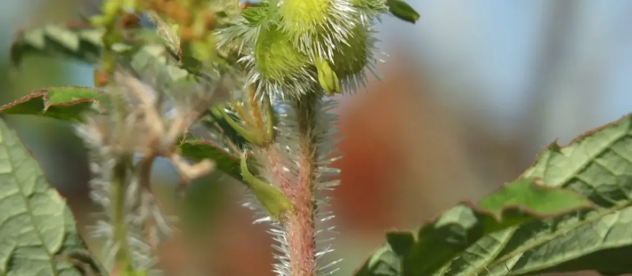 Tragia cannabina