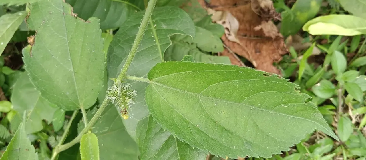 Tragia involucrata