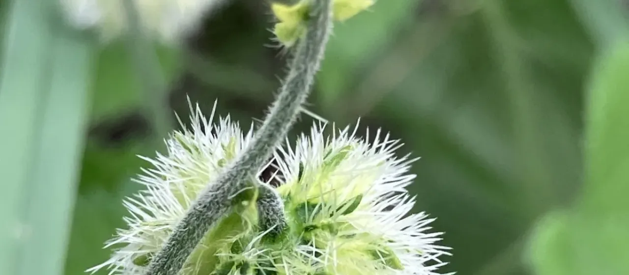Tragia okanyua