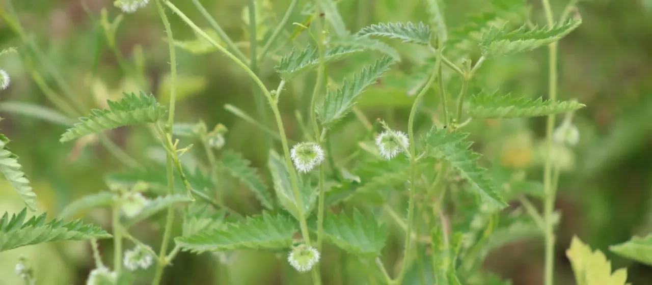 Tragia volubilis