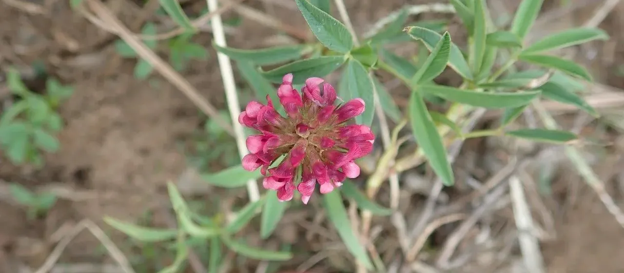 African clover