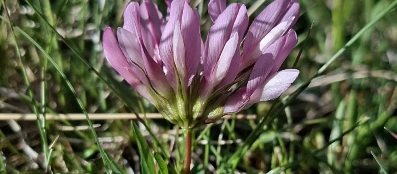 Alpine clover