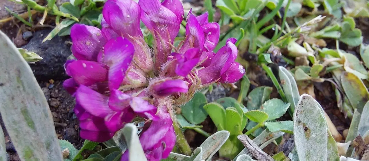 Burchell's clover