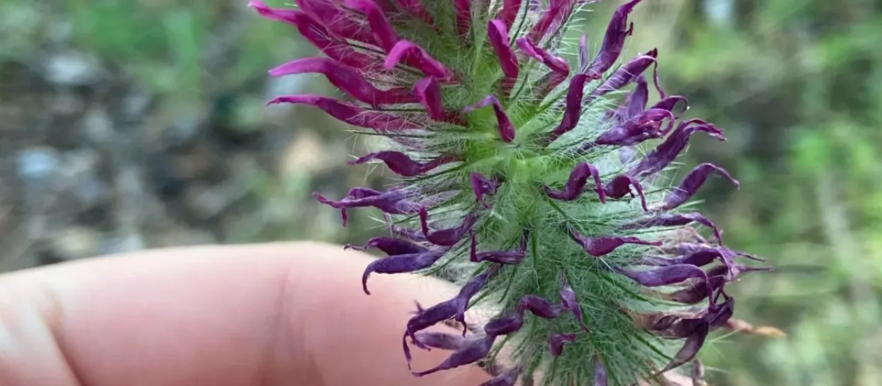 Purple clover
