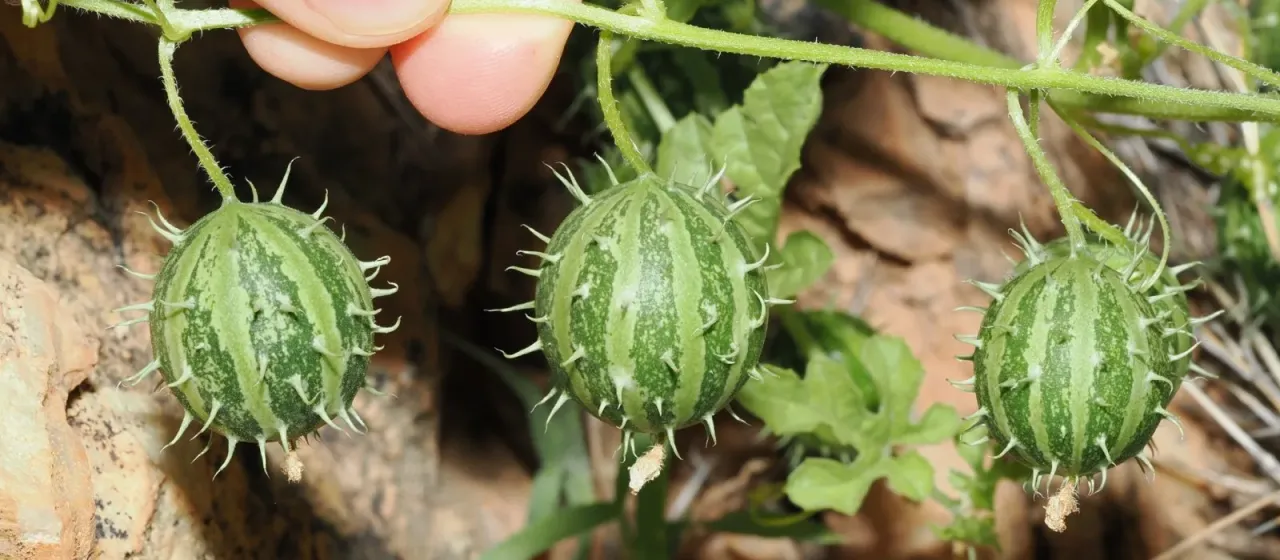 Cucumis myriocarpus