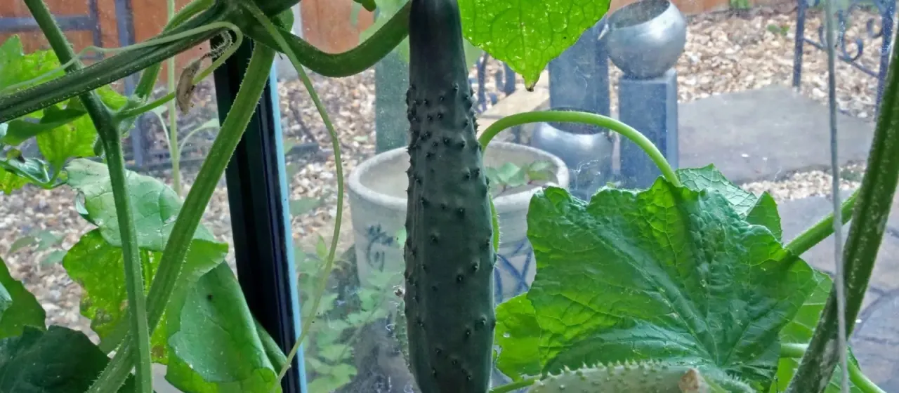 Cucumber