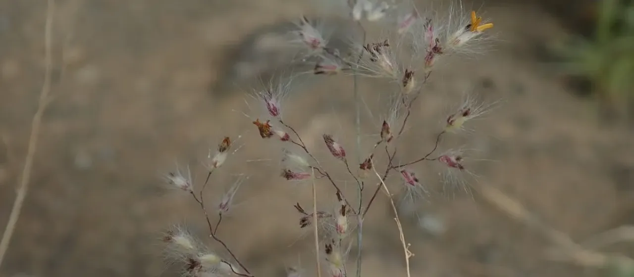 Tricholaena teneriffae