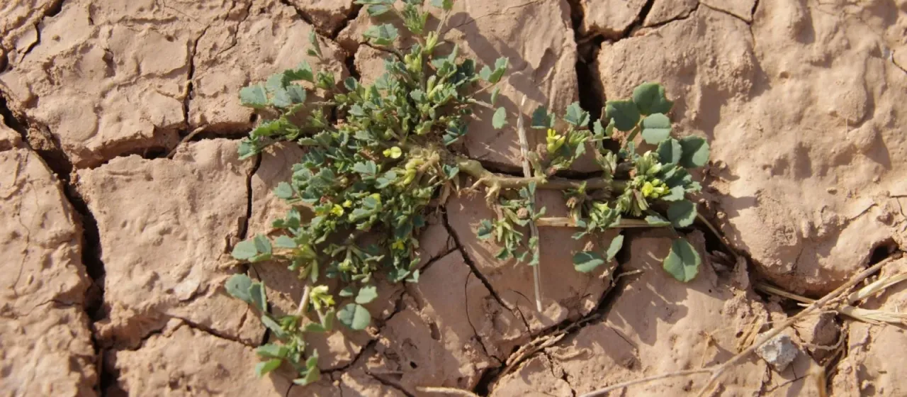 Snake fenugreek