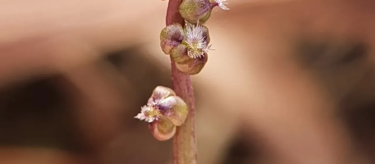 Lax-flowered arrowgrass