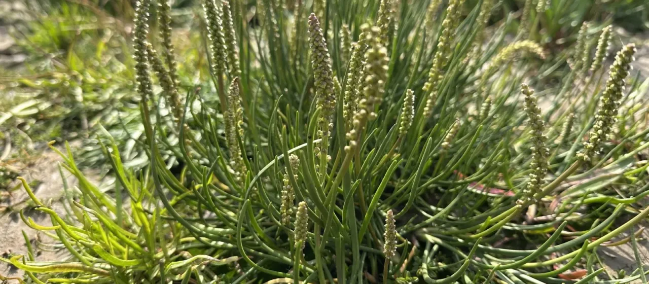 Sea arrowgrass