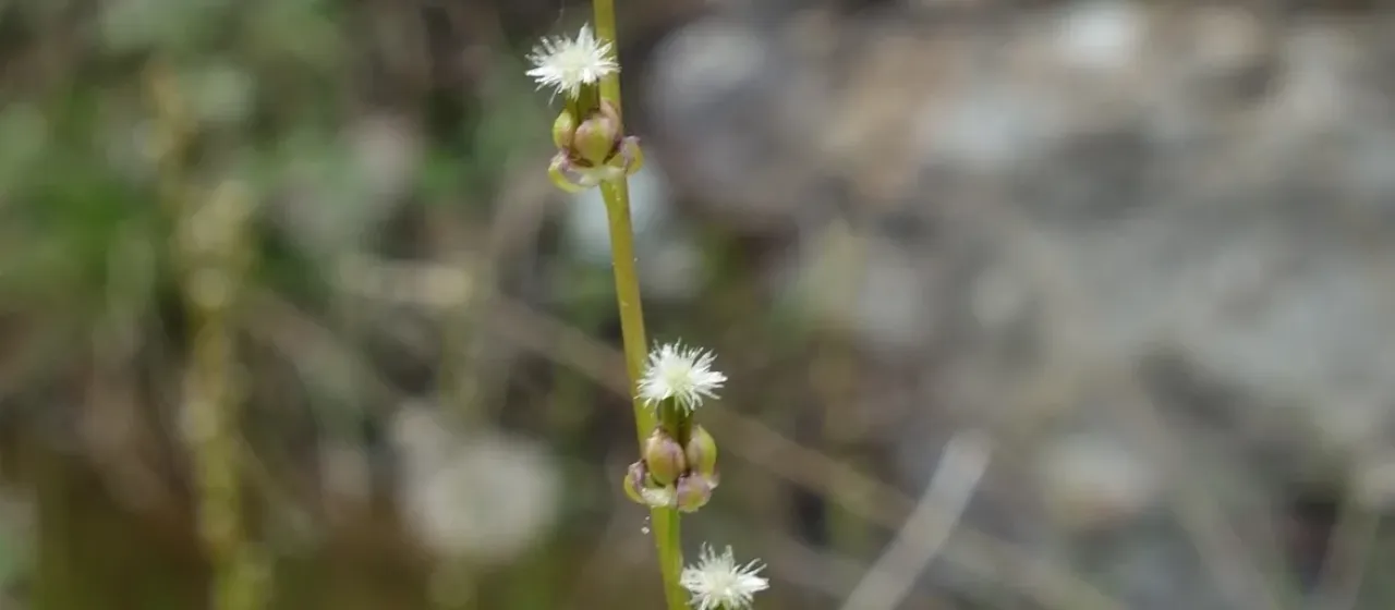 Marsh arrowgrass