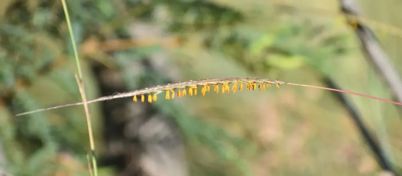 Trachypogon secundus