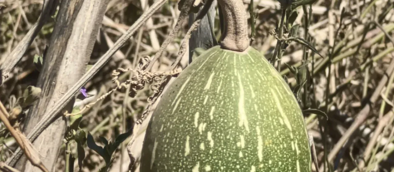 Silver-seed gourd