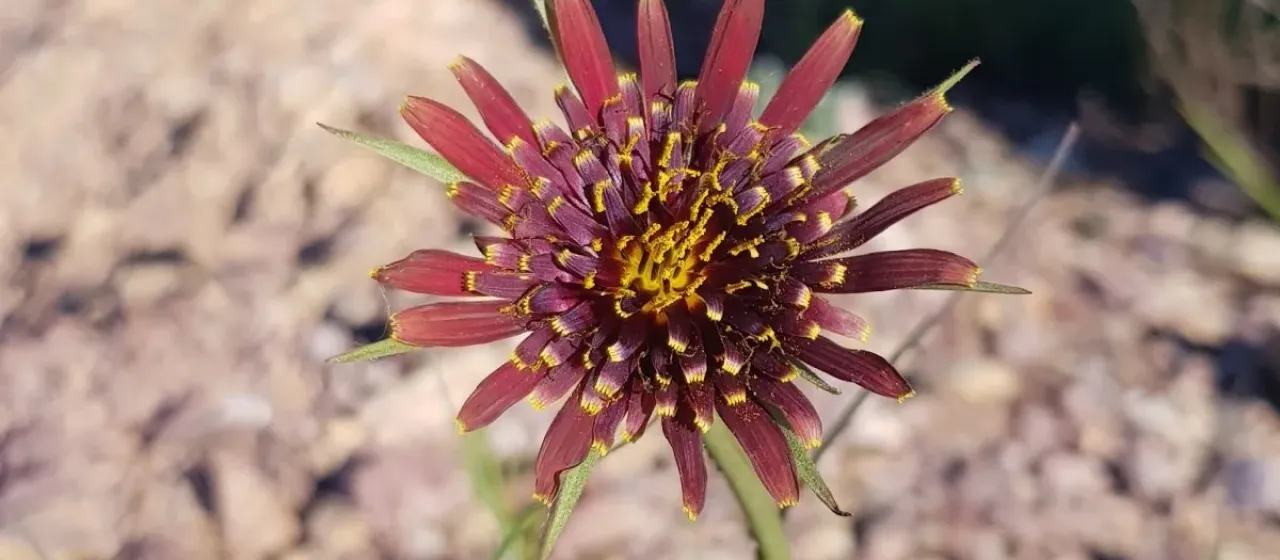 Tragopogon crocifolius