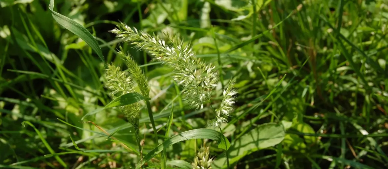 Trisetaria panicea