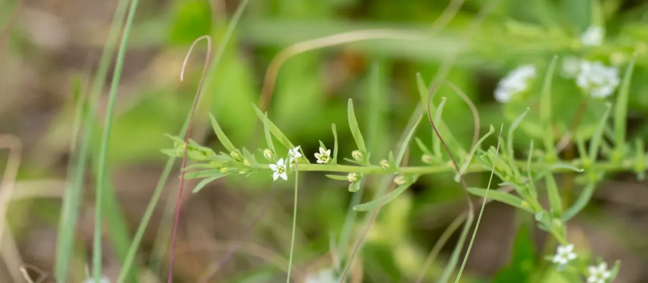 Chinese bastard toadflax