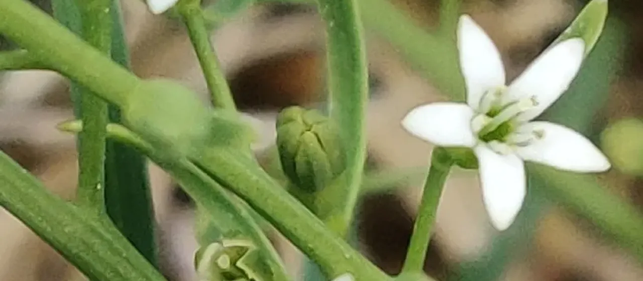 Thesium rostratum