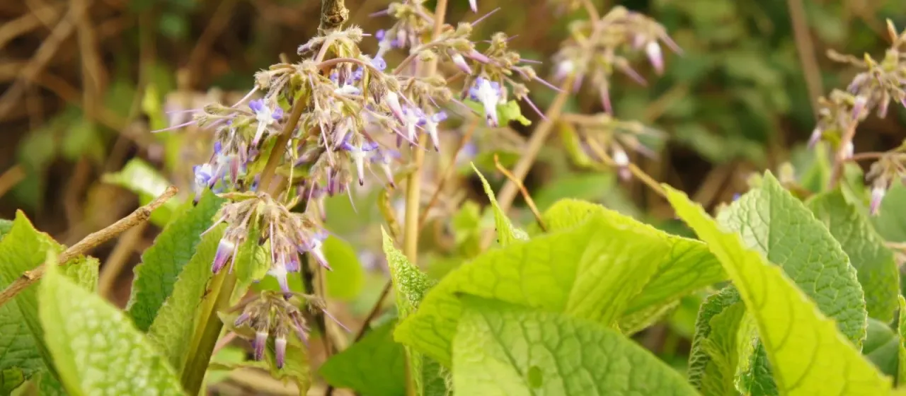 Trachystemon