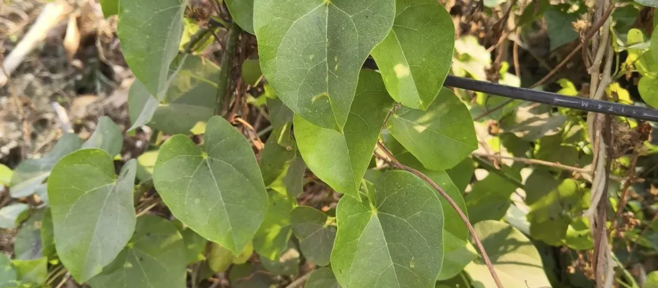 Heart-leaved moonseed