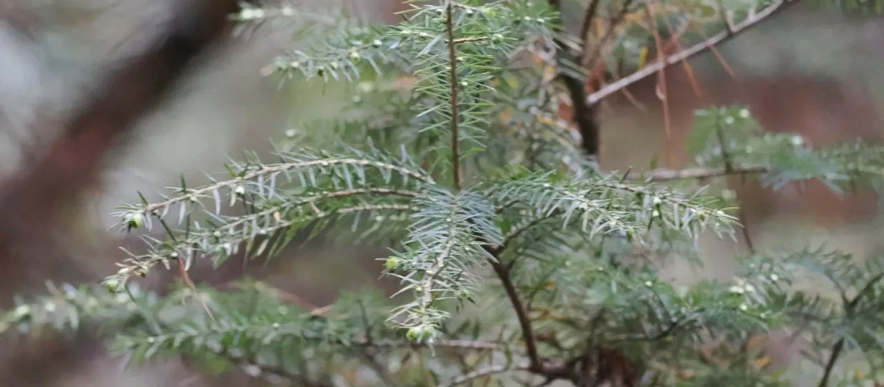 Yunnan hemlock