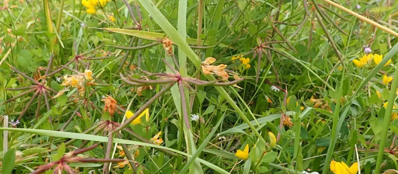 Tetragonolobus