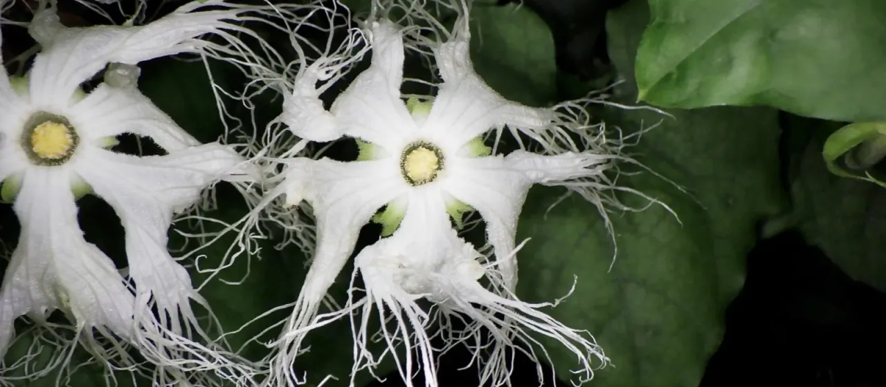 Trichosanthes kirilowii