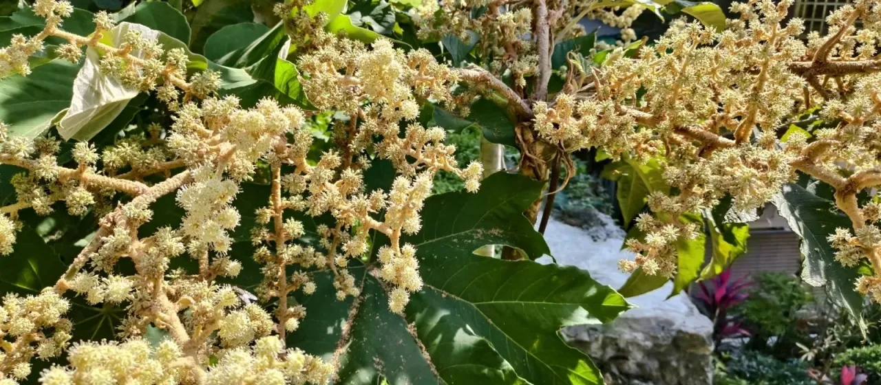 Tetrapanax
