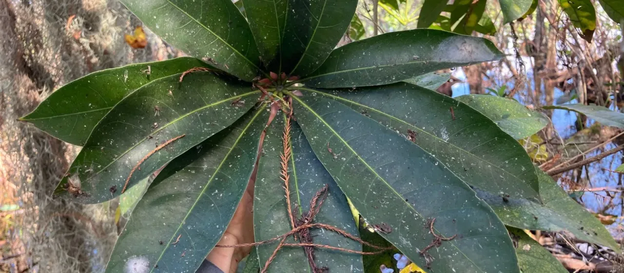 Tupidanthus