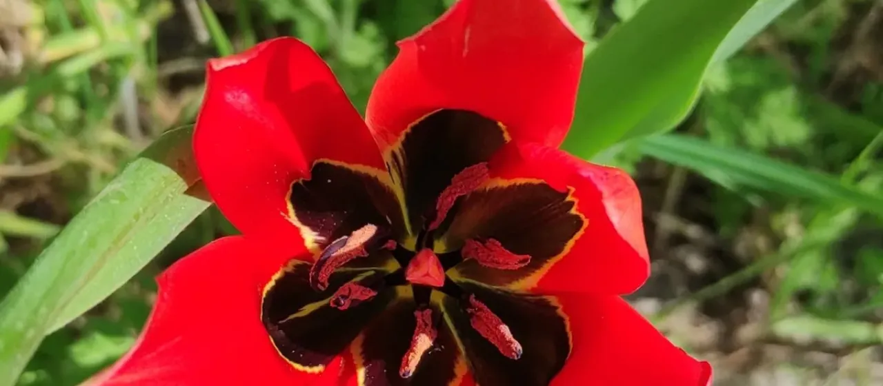 Тюльпан агенийский