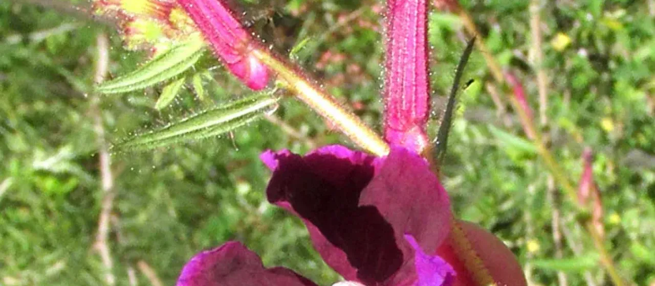 Cuphea lanceolata