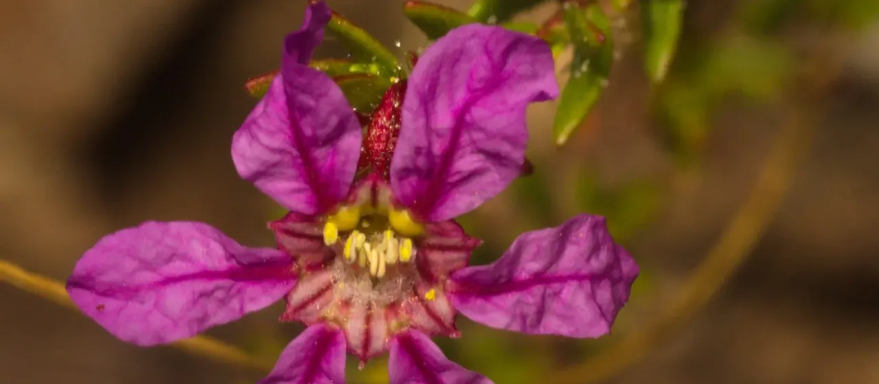 Cuphea linarioides