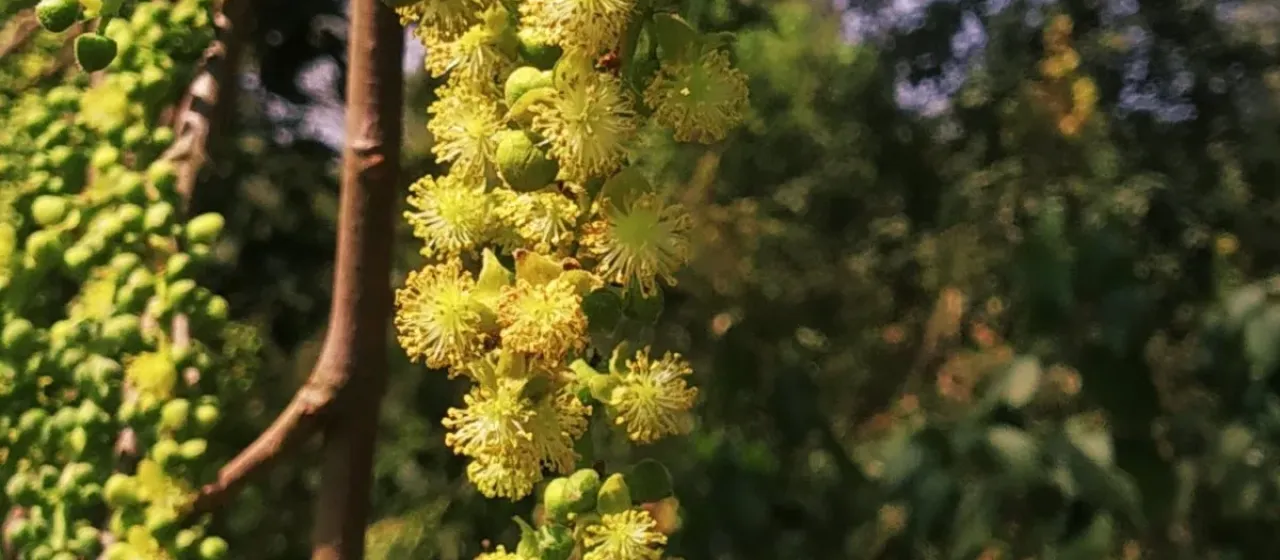 Mallotus nudiflorus