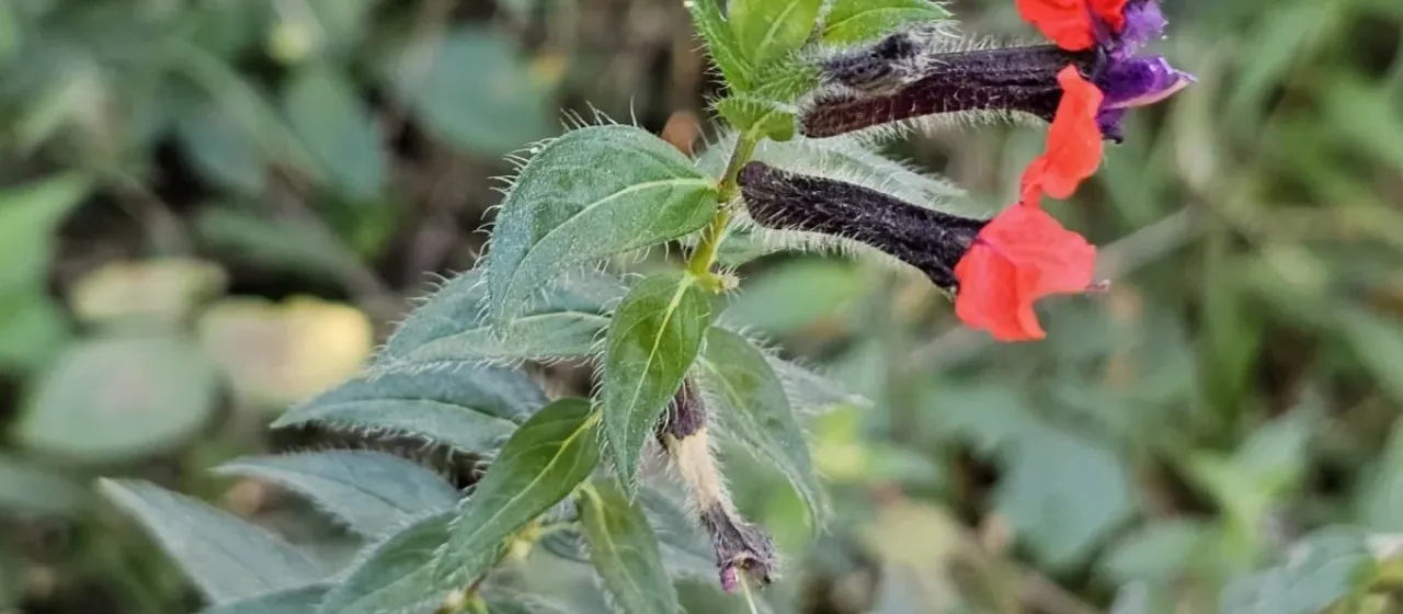 Cuphea llavea