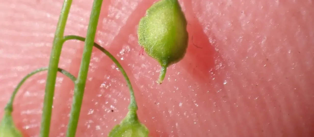 Thysanocarpus