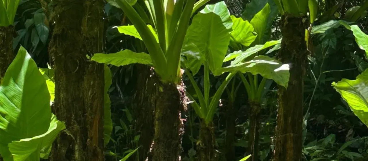 Typhonodorum lindleyanum