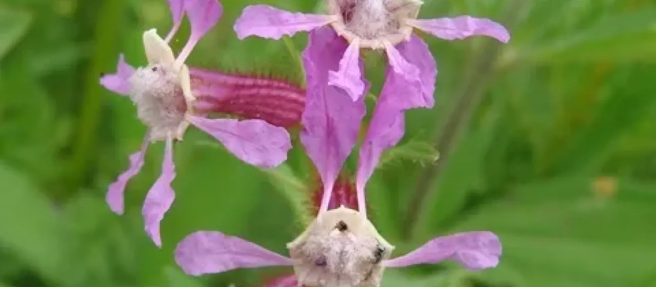 Cuphea procumbens