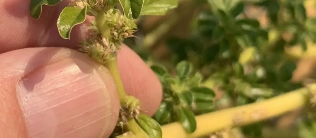 Tumble pigweed
