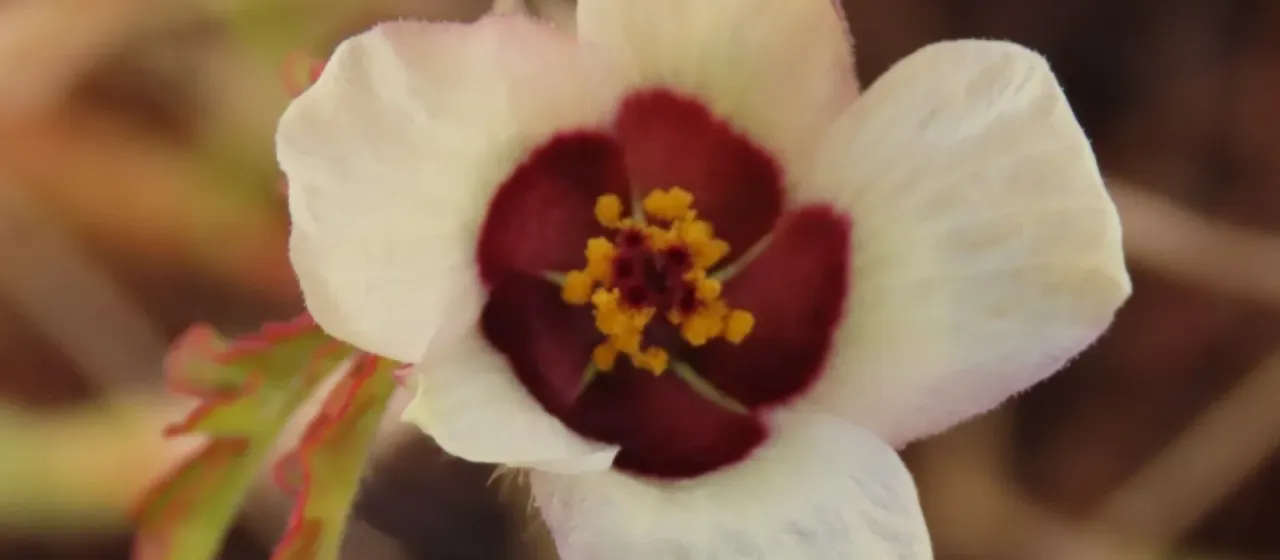 Flower-of-an-hour