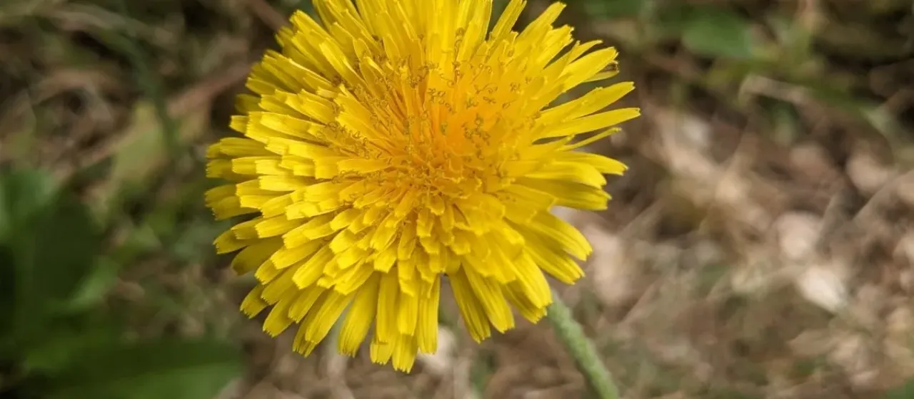 Common dandelion