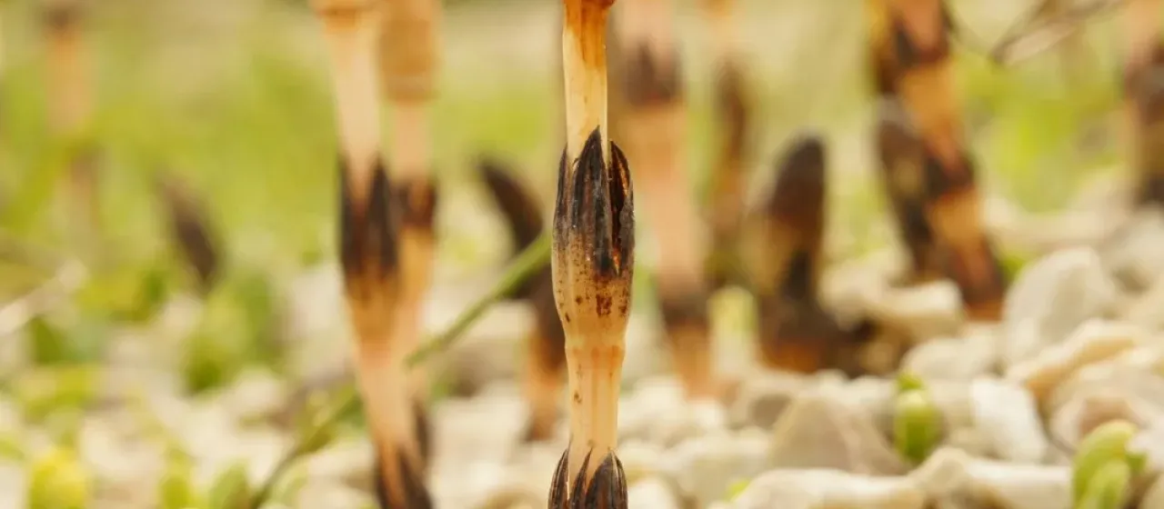 Field horsetail
